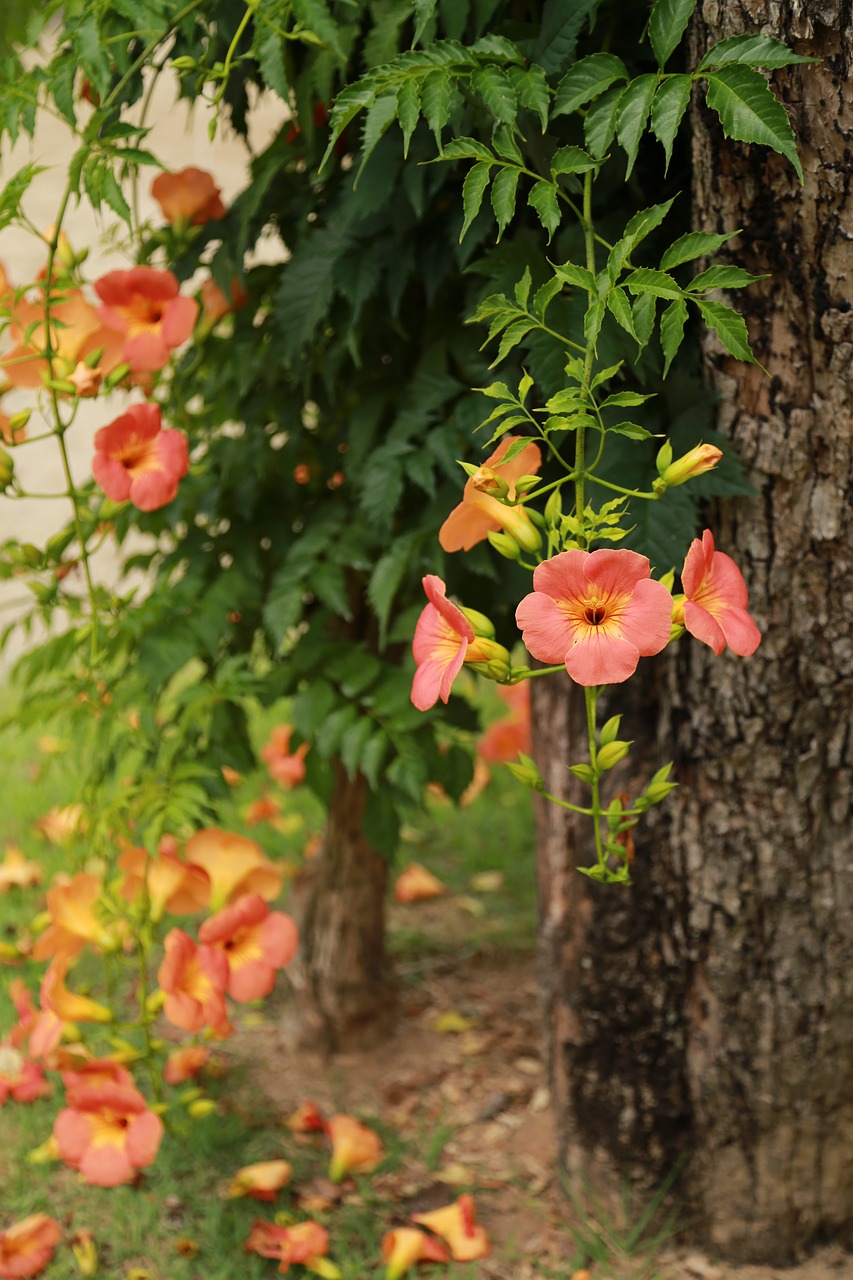 campsis  jacaranda trees  flowers free photo