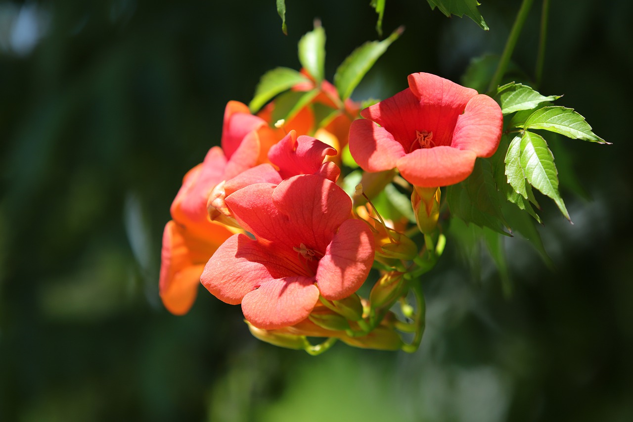 campsis  flowers  nature free photo