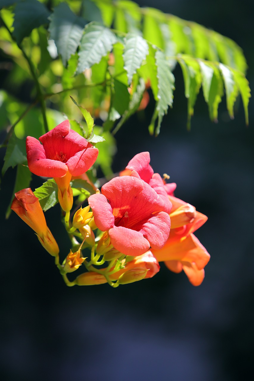 campsis  flowers  nature free photo