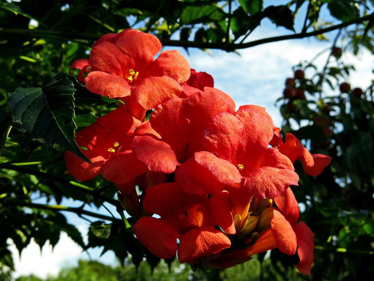 campsis dancing flames  climber plant  red orange free photo