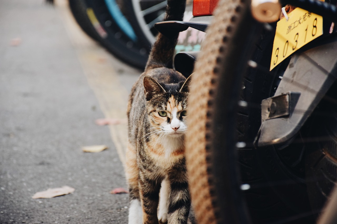 campus cat pets free photo