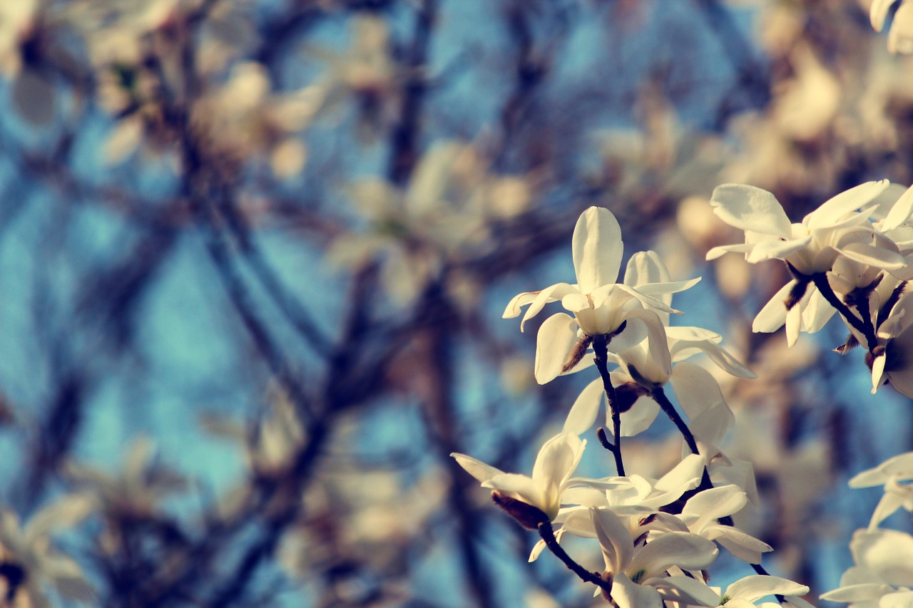 campus officials micro spring the scenery free photo