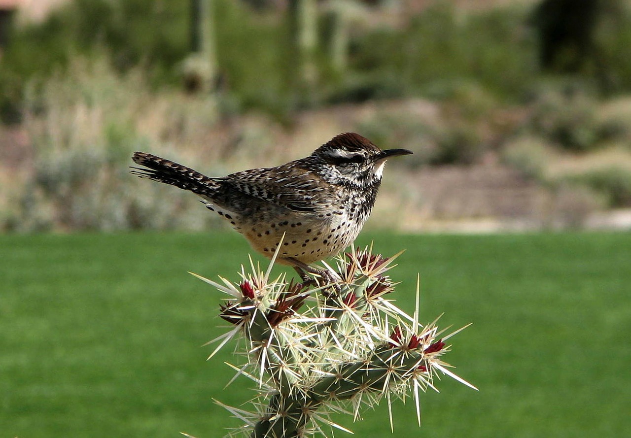 campylorhynchus brunnei cactus wren free photo