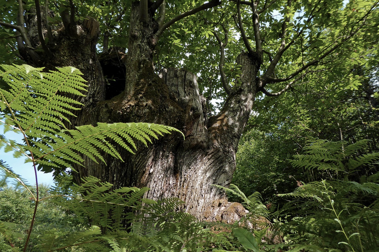 camugnano poranceto forest free photo