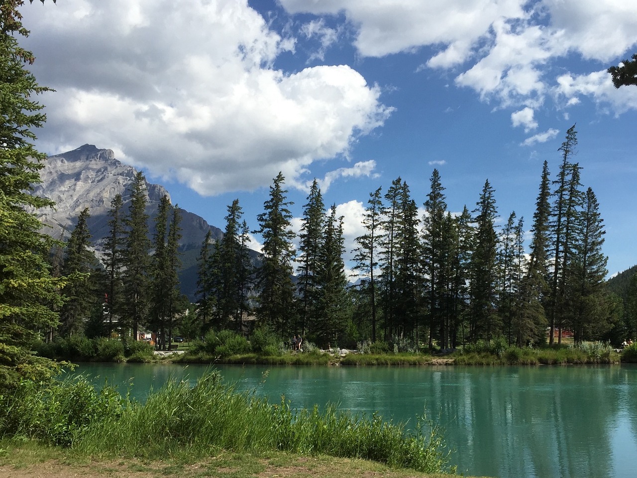 canada tree river free photo