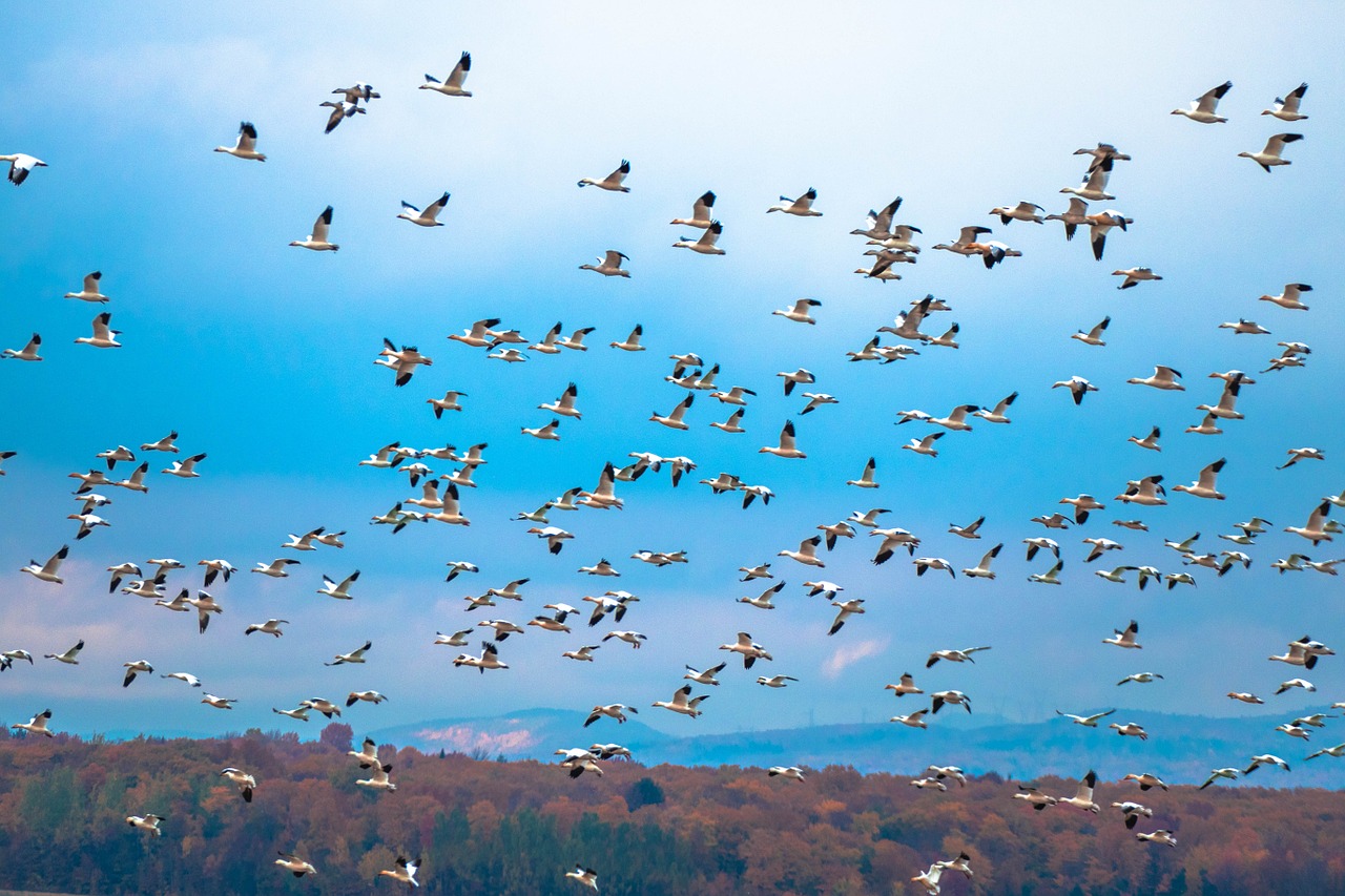 canada birds fly free photo