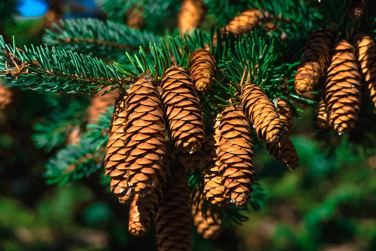 canada tree nature free photo