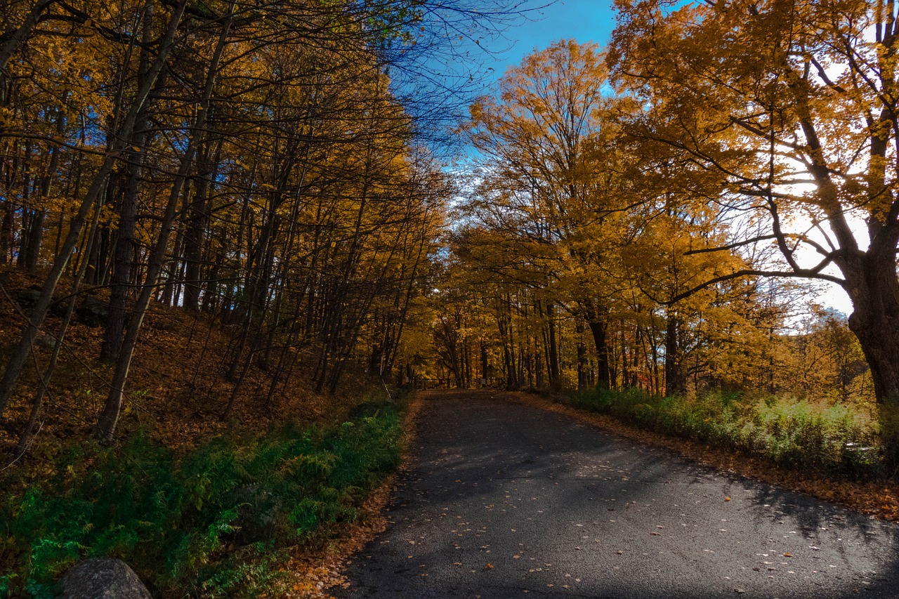 canada road forest free photo