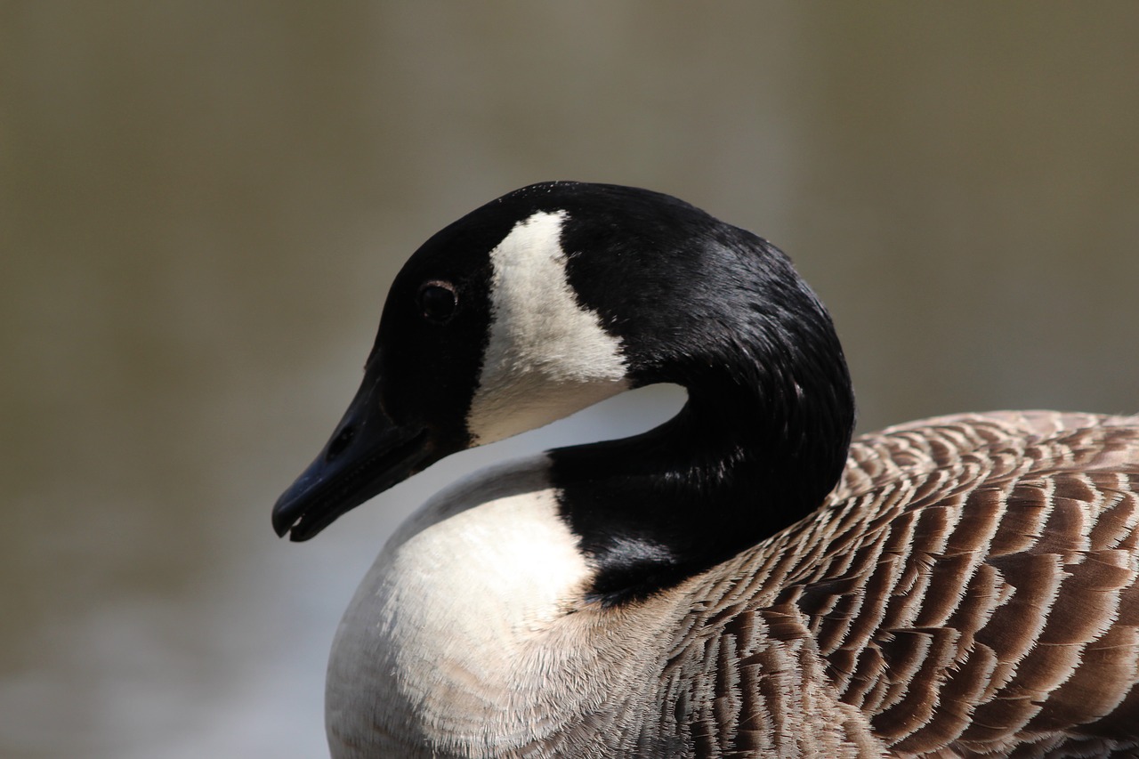 canada goose lake free photo