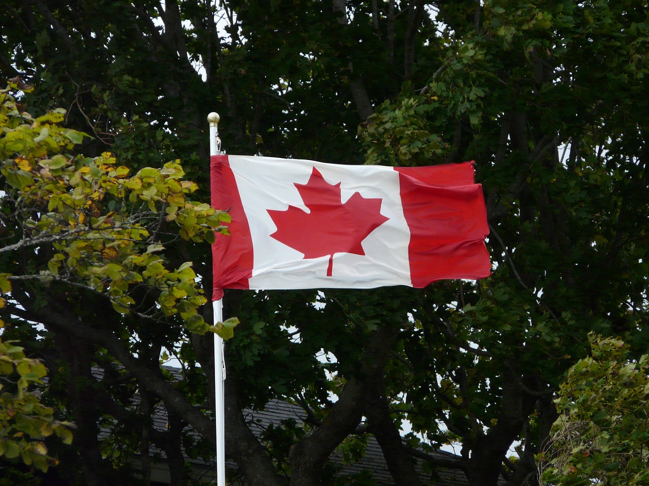 canada flag maple free photo