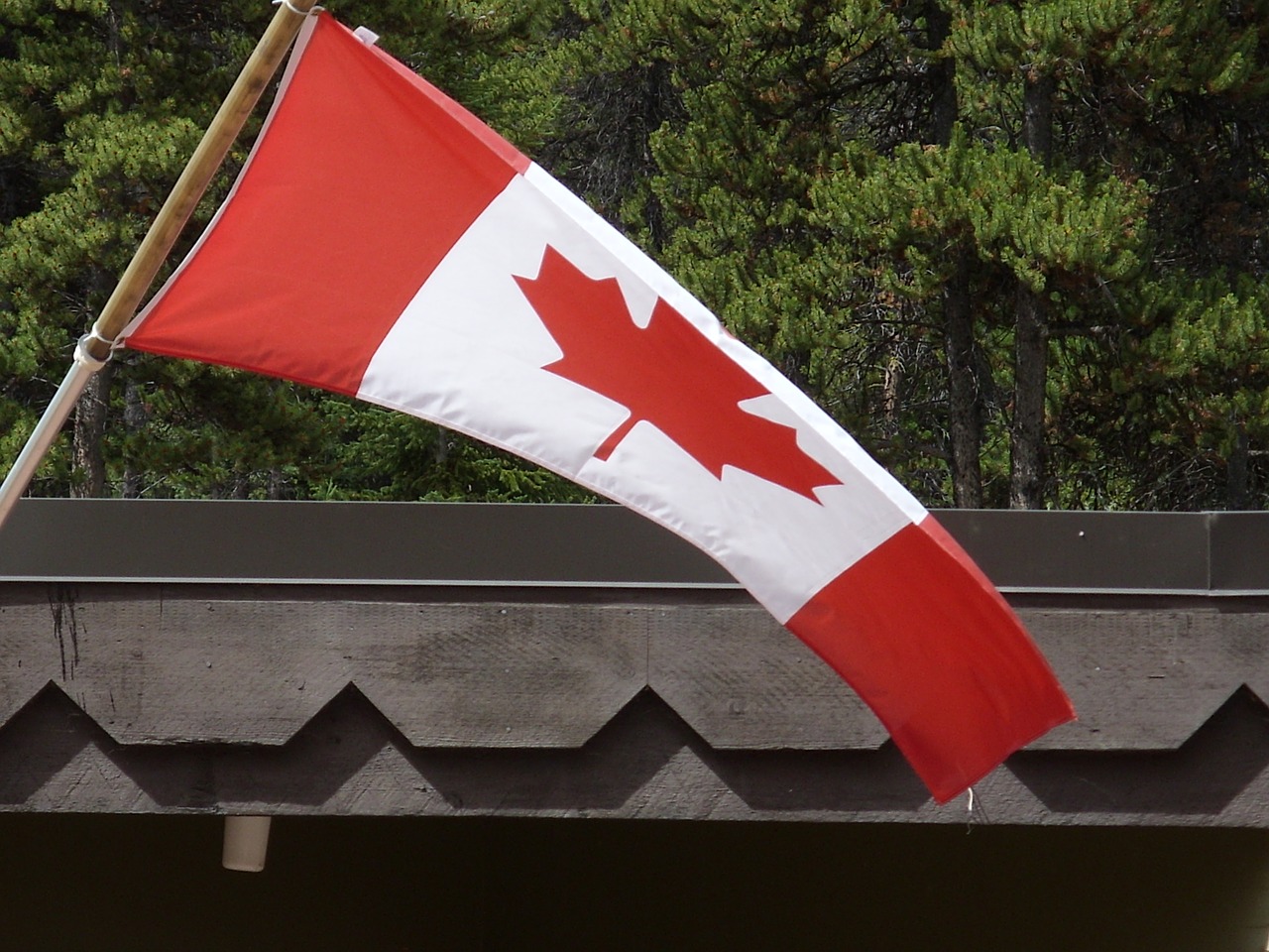 canada canadian flag maple leaf free photo