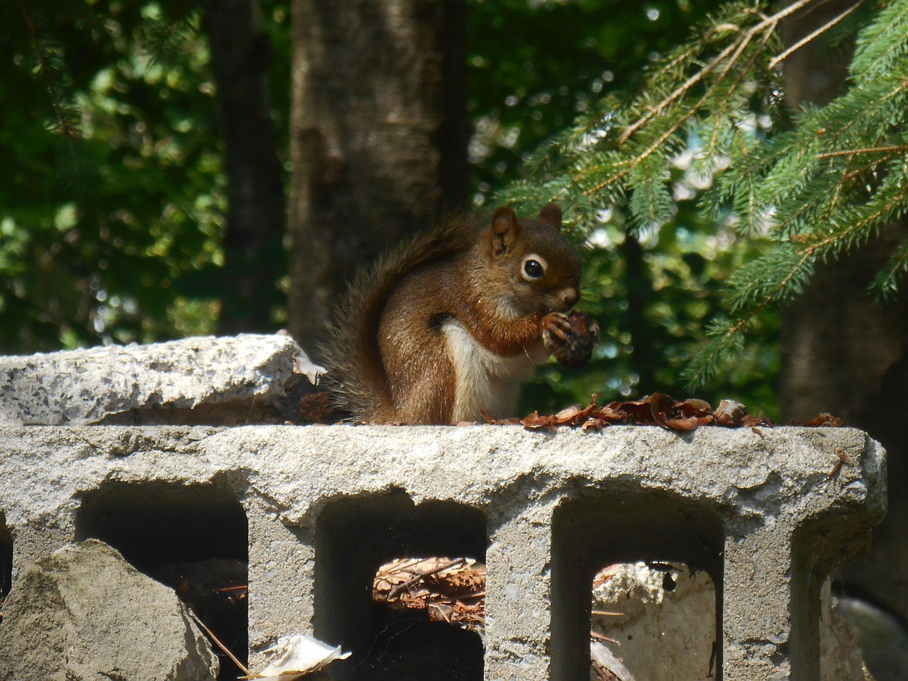 canada squirrel trees free photo