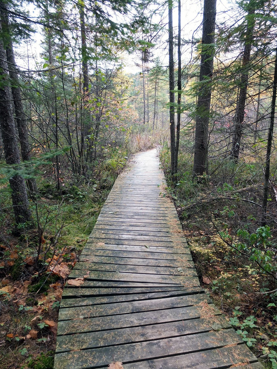 canada forest fall free photo