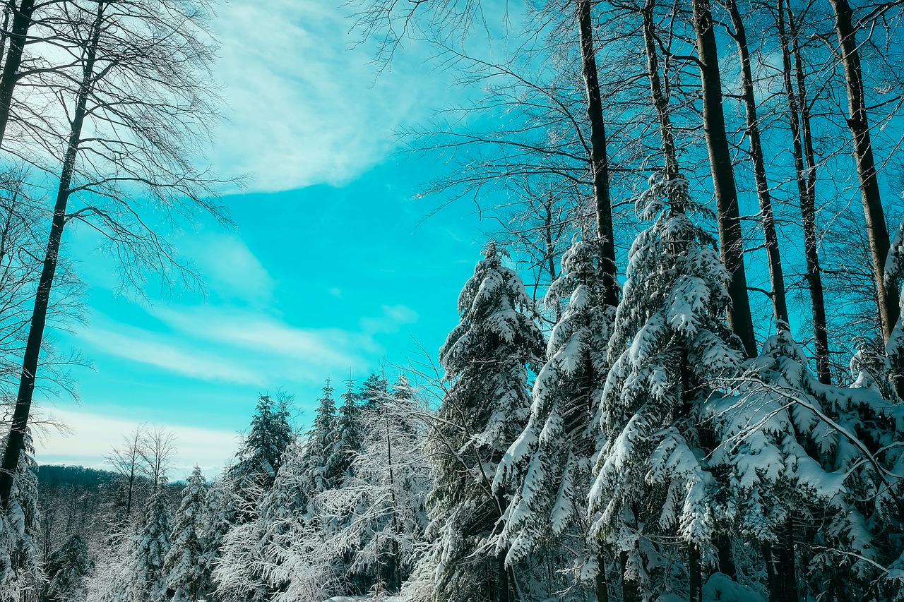 canada landscape winter free photo