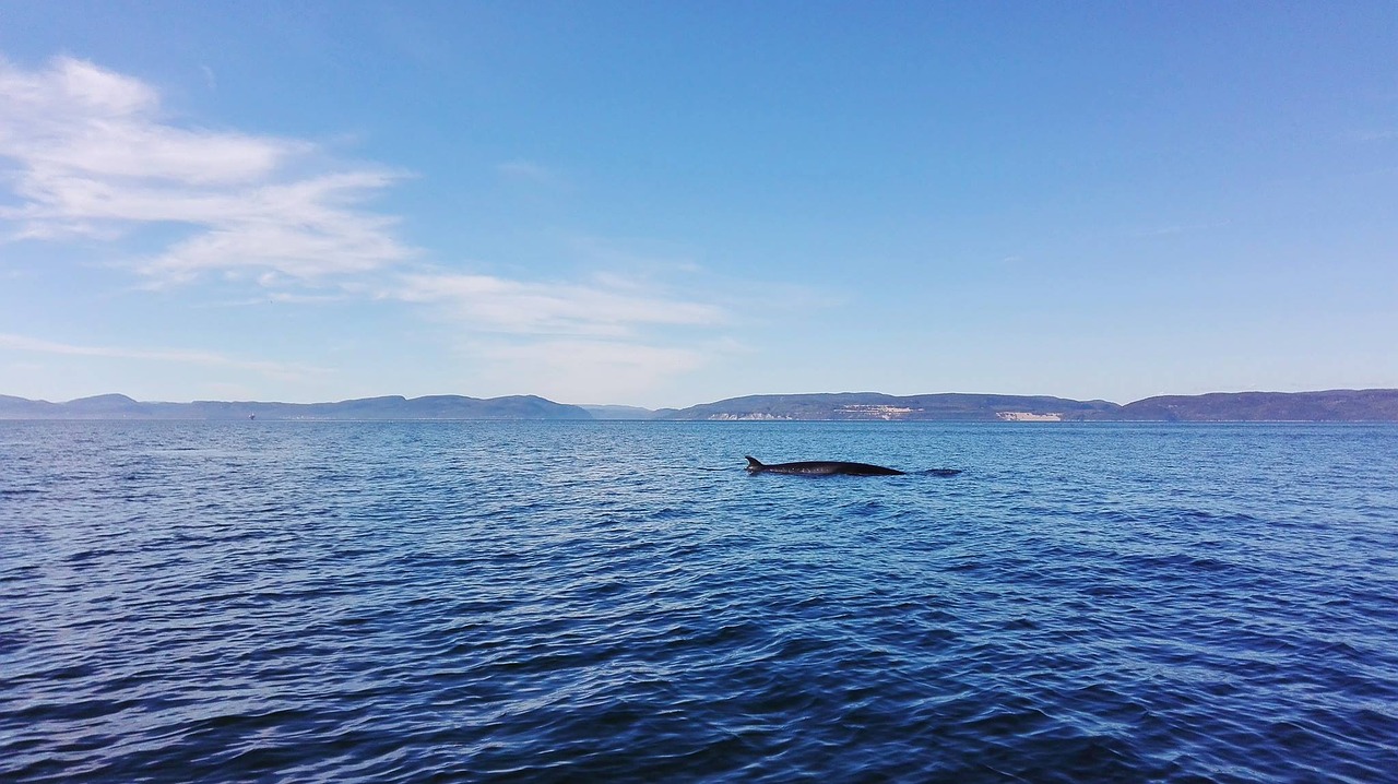 canada whale water free photo