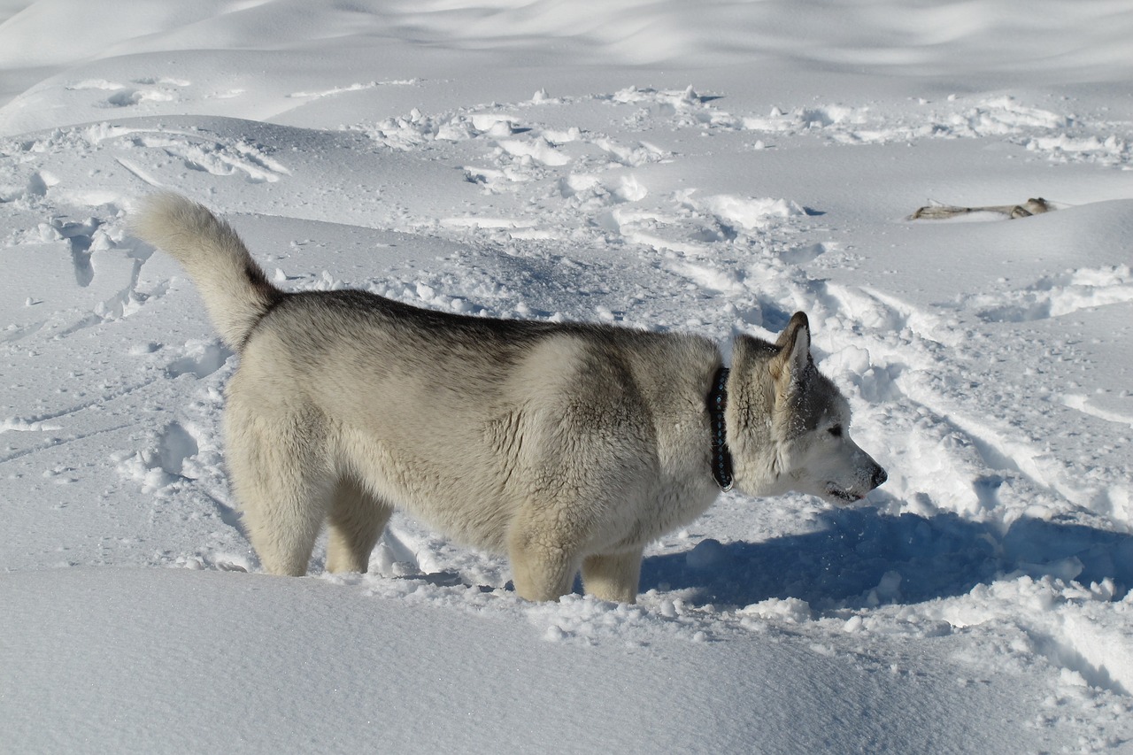 canada quebec dog in the snow free photo