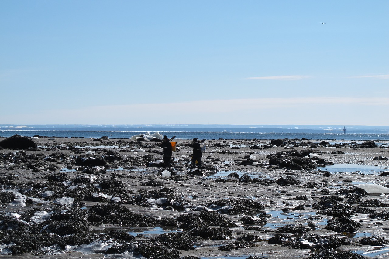 canada winter sea free photo