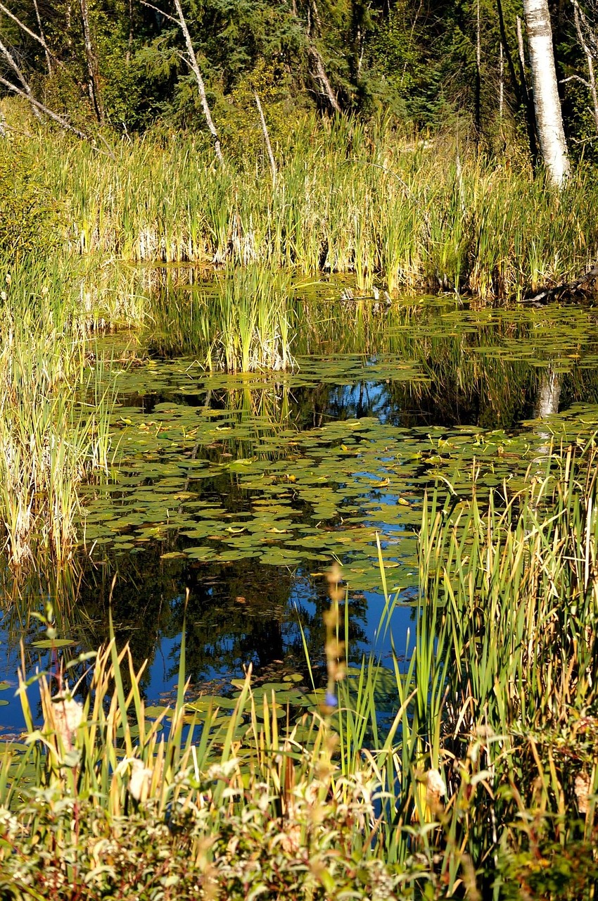canada pond lake free photo