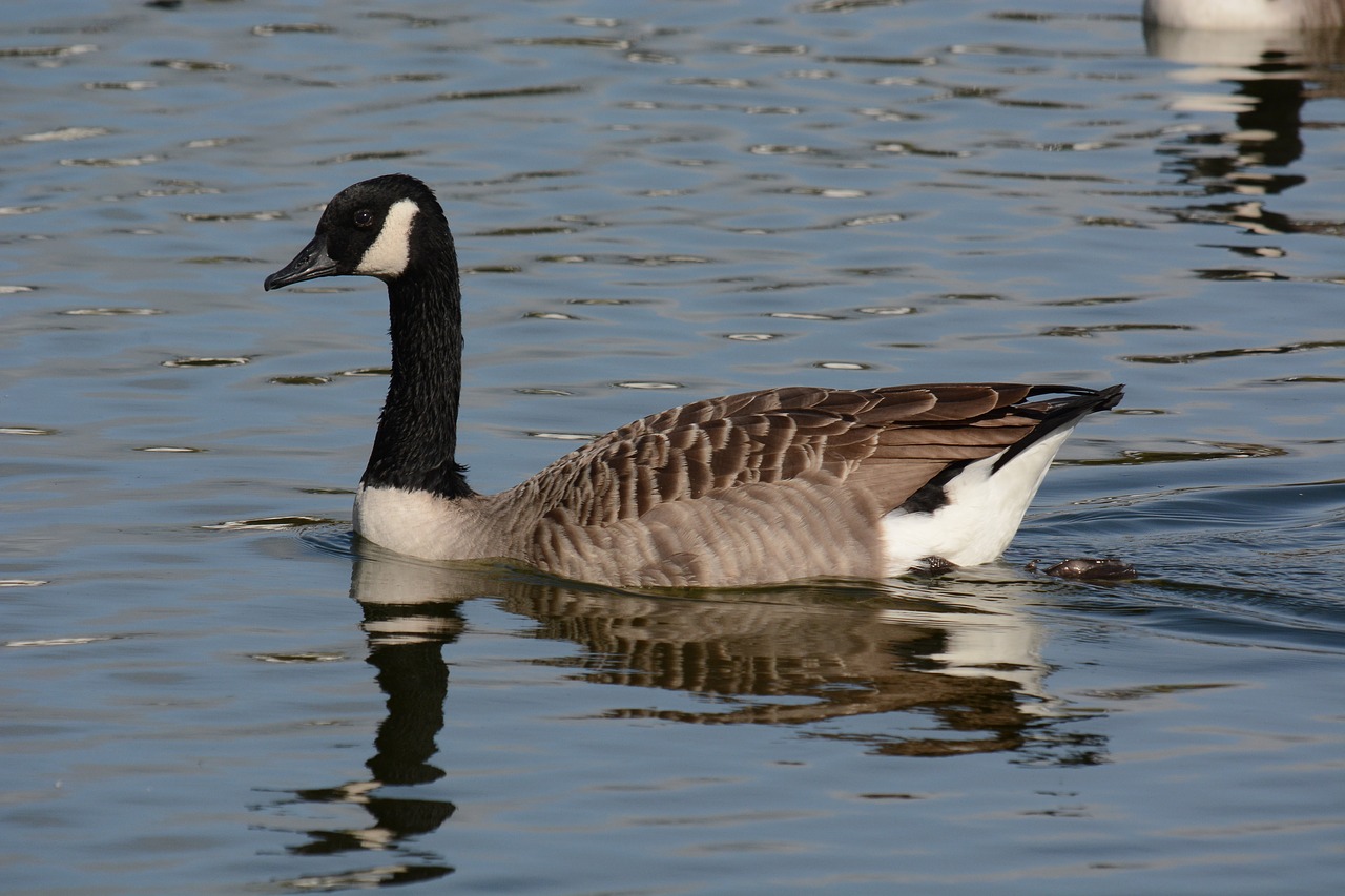 canada goose swimming free photo
