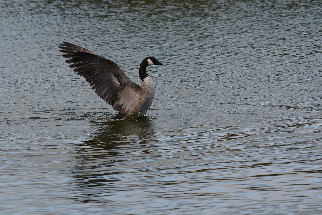 canada goose standing free photo