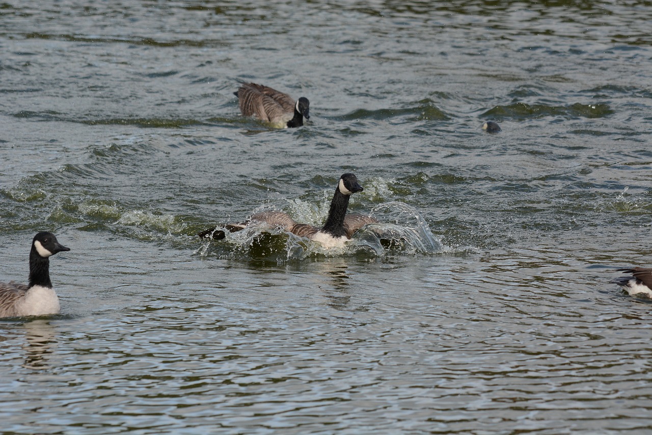 canada geese washing free photo