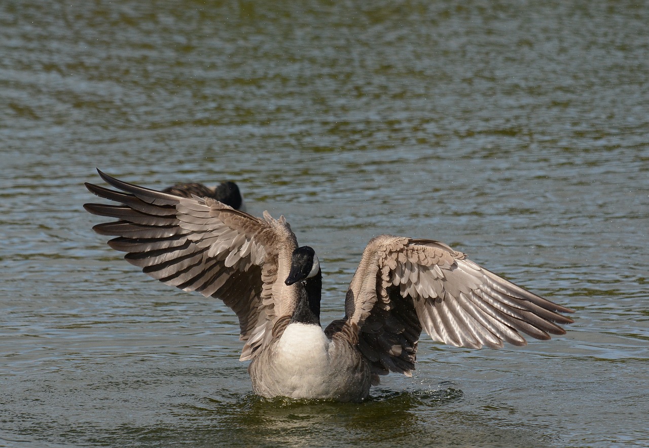 canada geese washing free photo