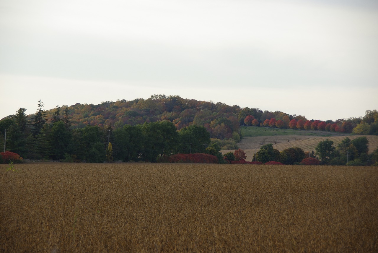 canada  fall  colorful free photo