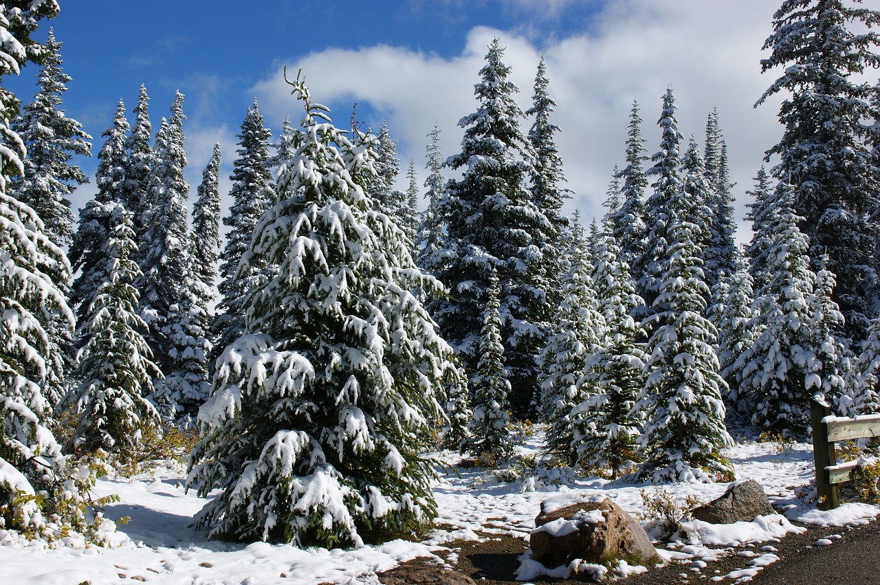 canada  landscape  trees free photo