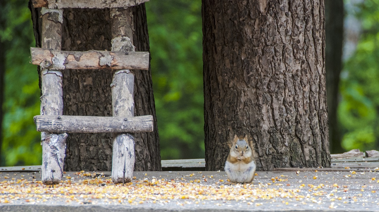 canada  omega park  fauna free photo