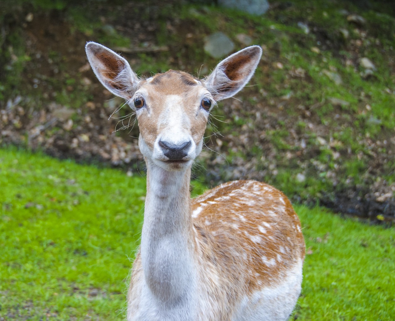 canada  omega park  fauna free photo