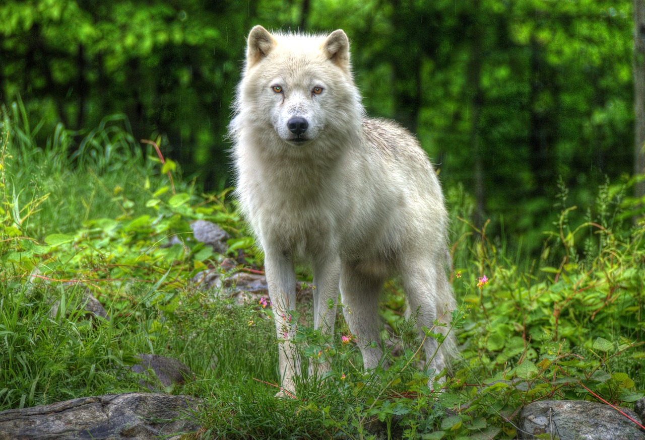 canada  omega park  fauna free photo