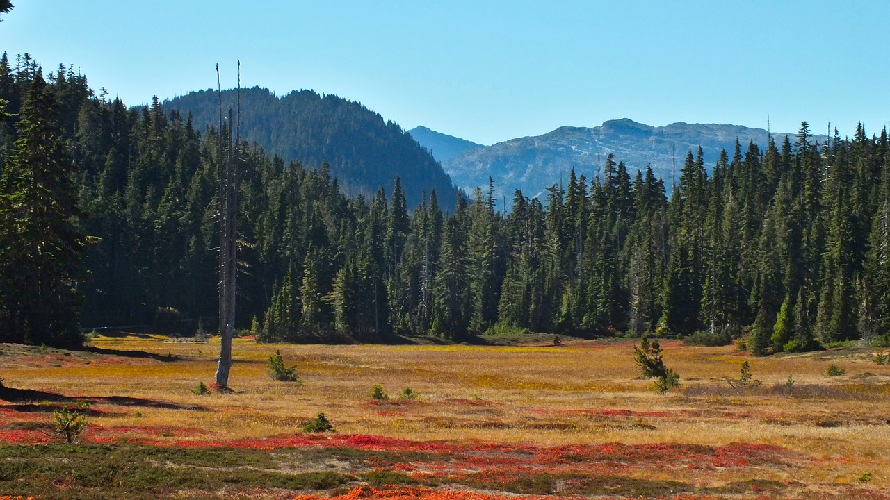 canada  british columbia  strathcona free photo