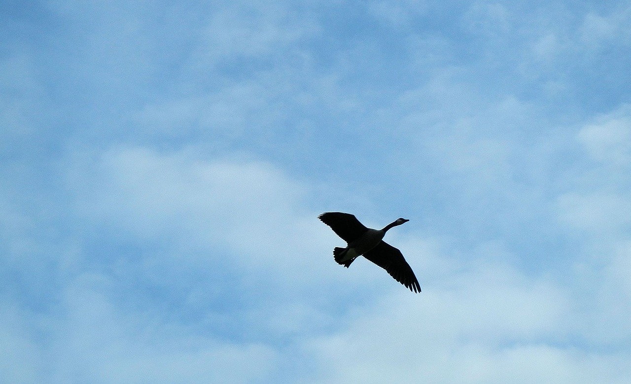 canada goose flight free photo