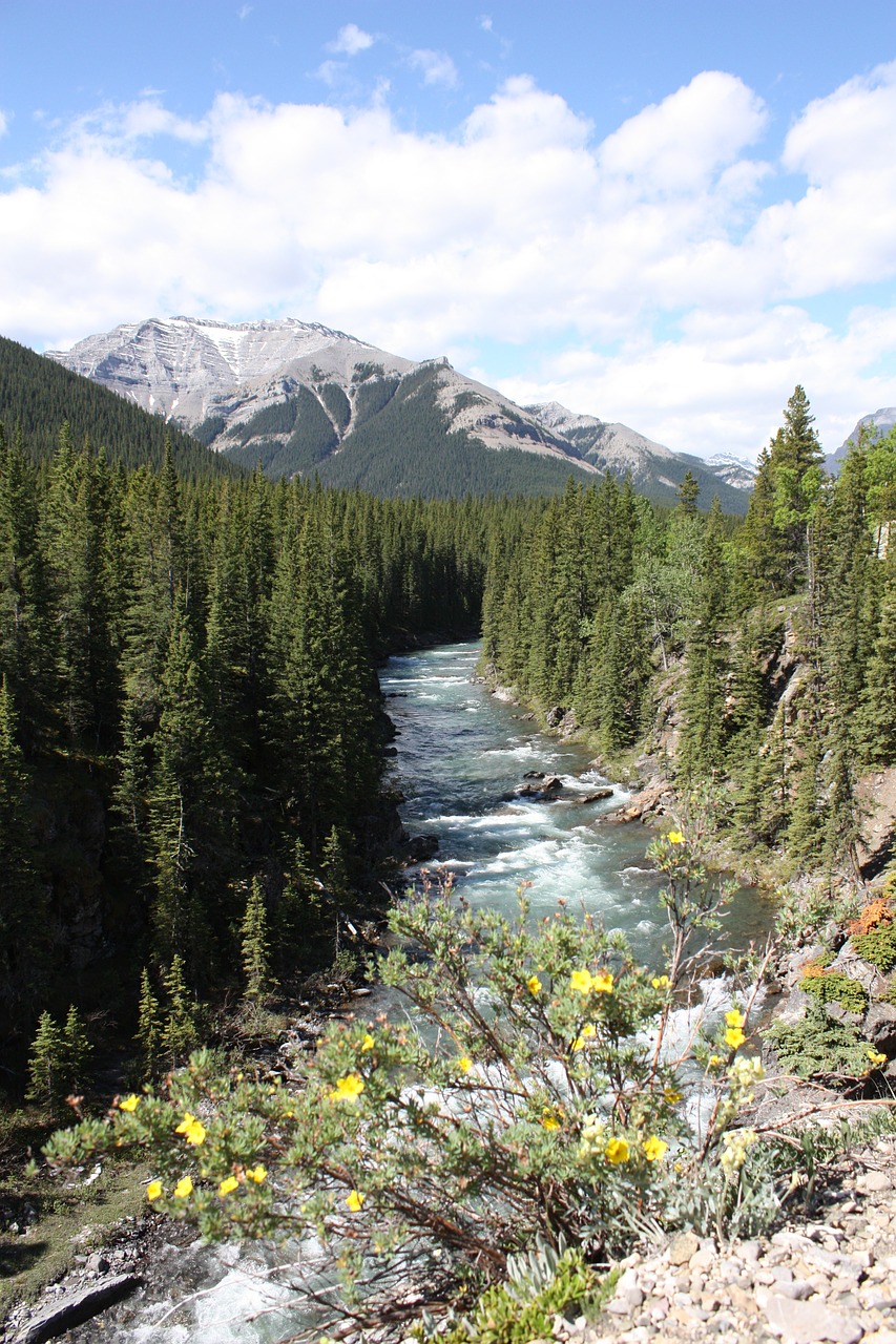 canada wood forest free photo