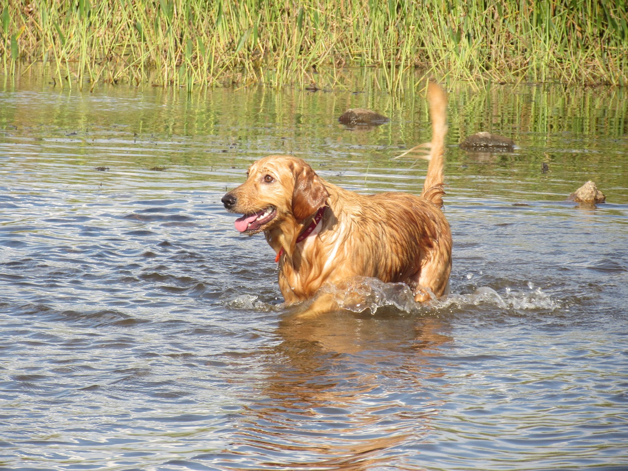 god golden retriever water free photo