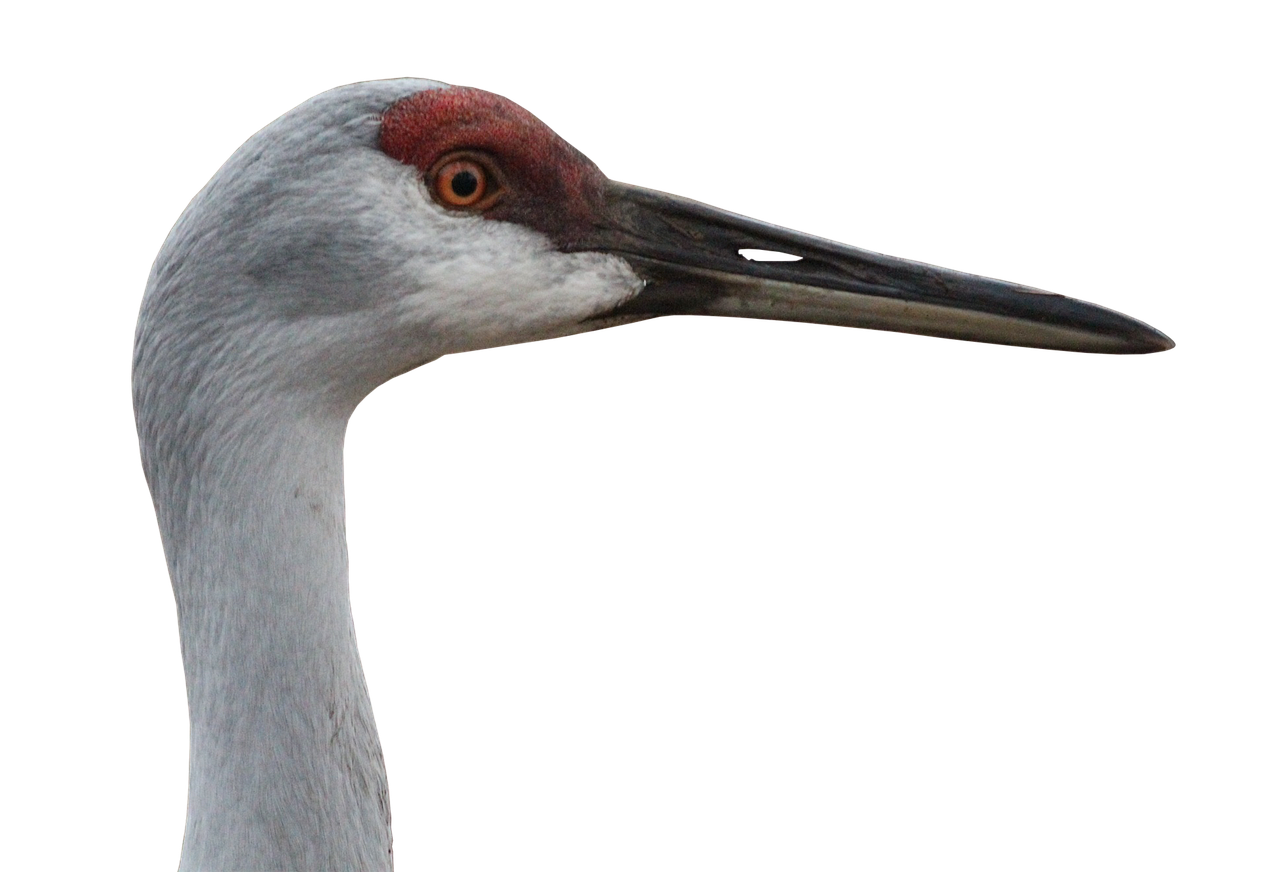 canada crane crane animal world free photo