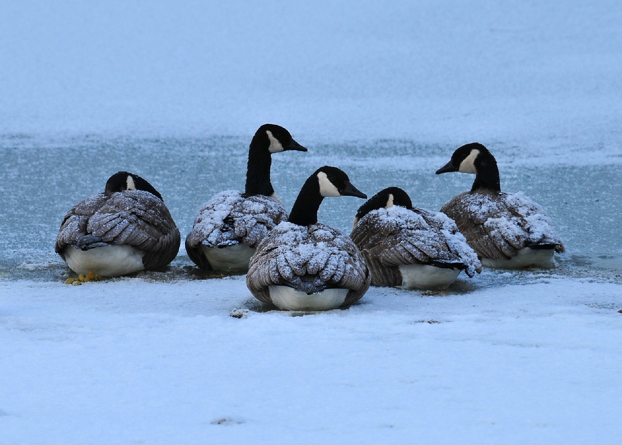 canada geese birds waterfowl free photo