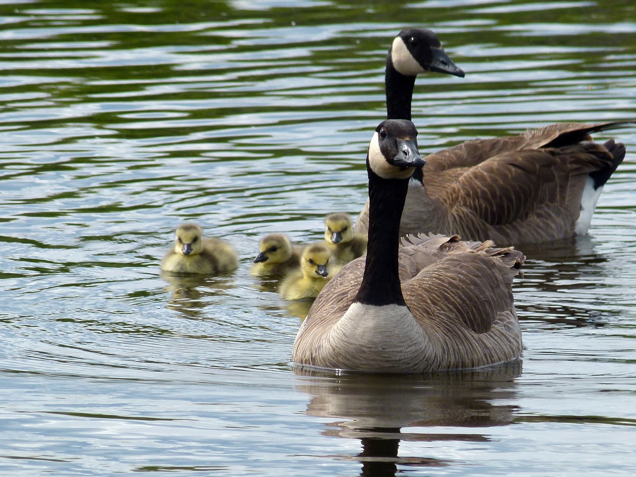 canada geese brood offspring free photo