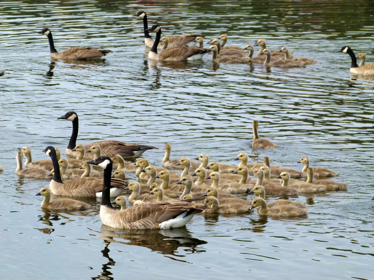 canada geese brood offspring free photo