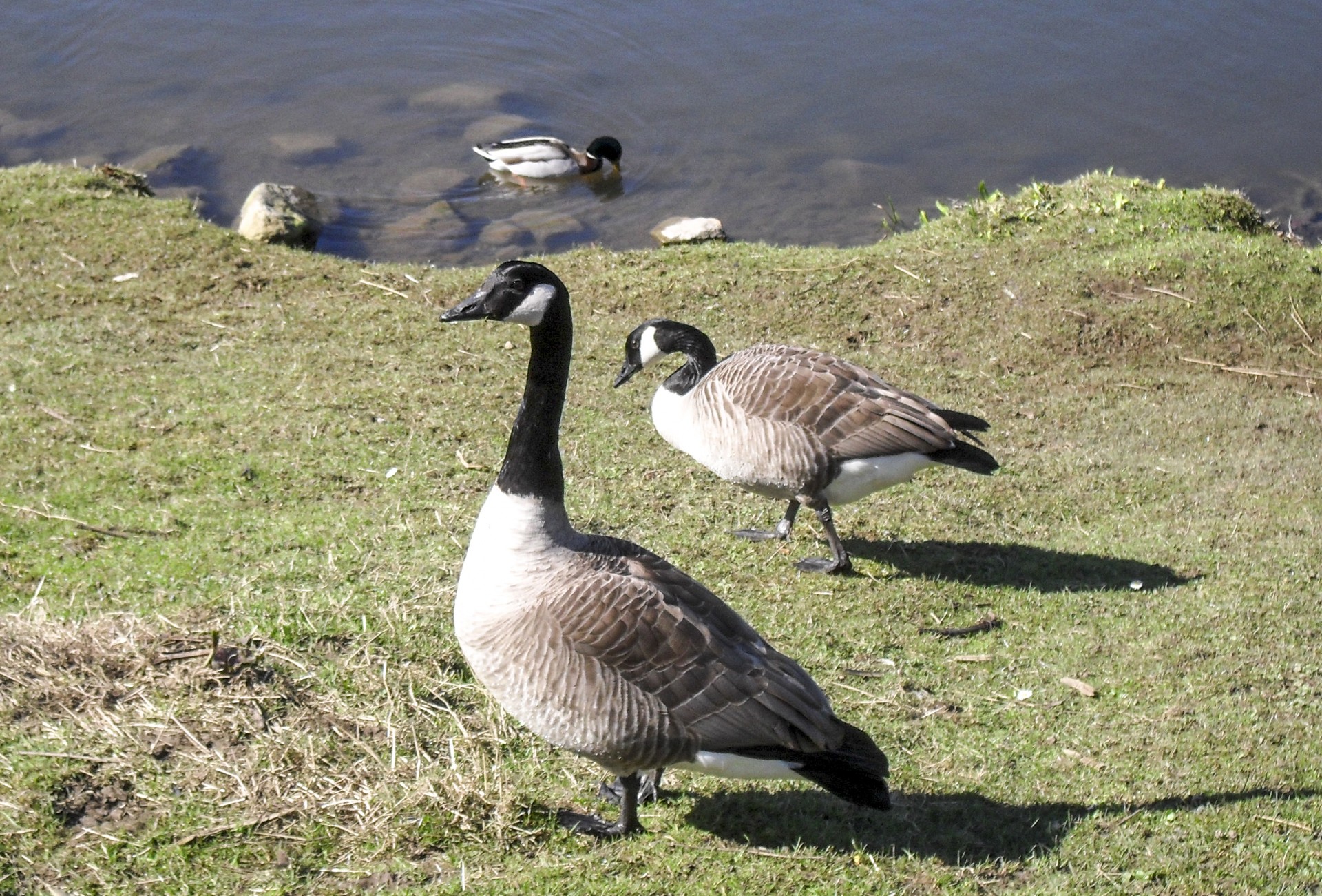 birds geese canadian free photo