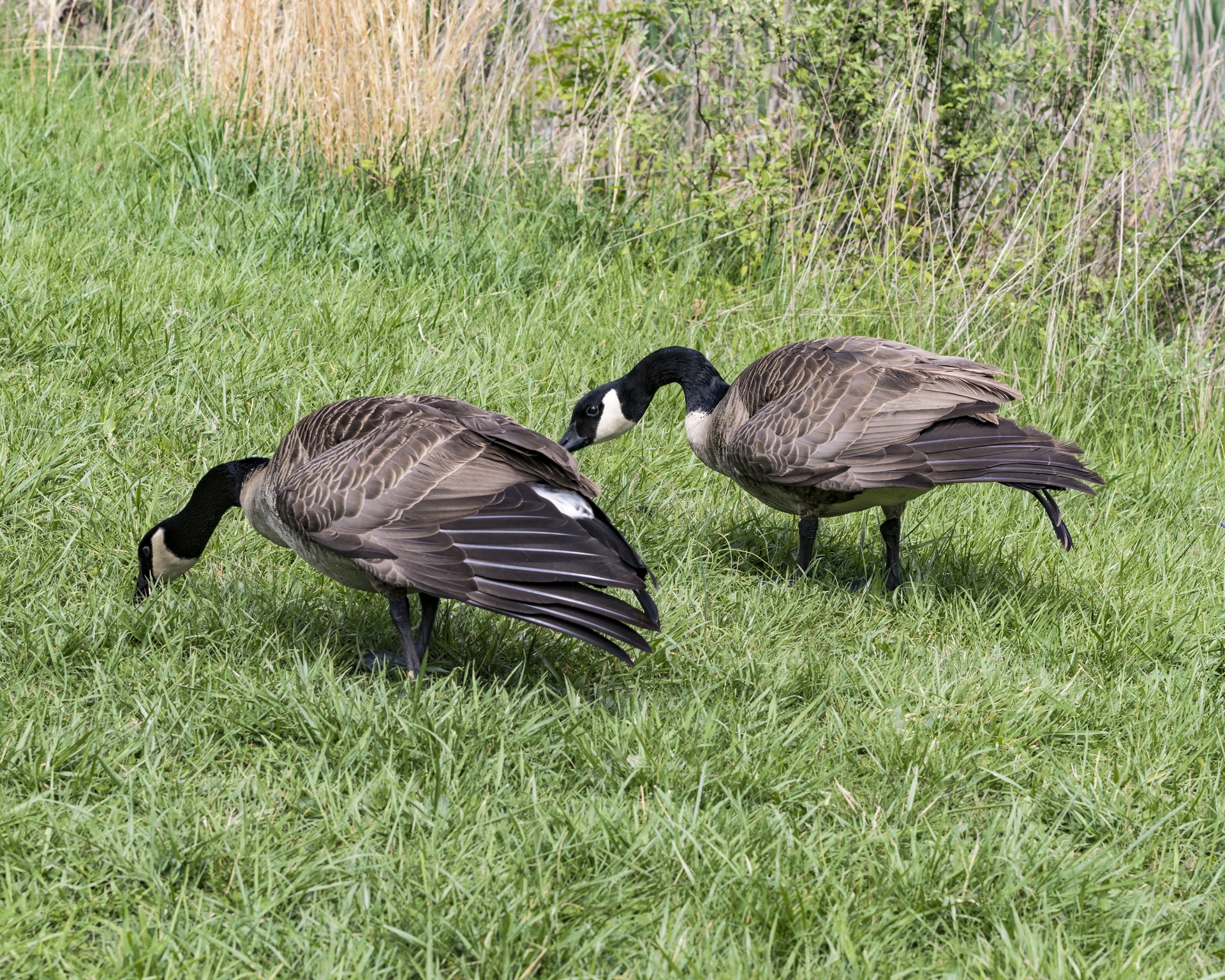 geese canada geese free photo