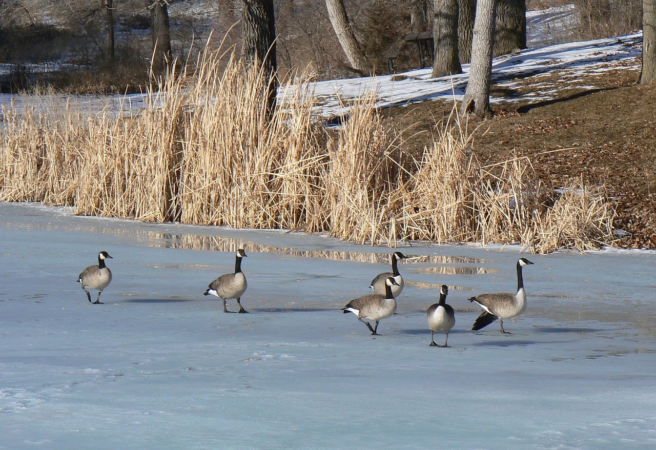 canada geese ice frozen free photo