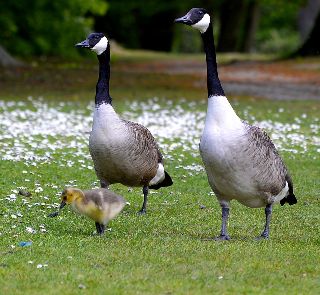 canada geese chicks young bird free photo