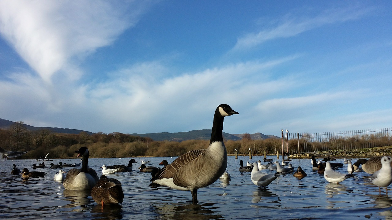 canada geese lake ducks free photo