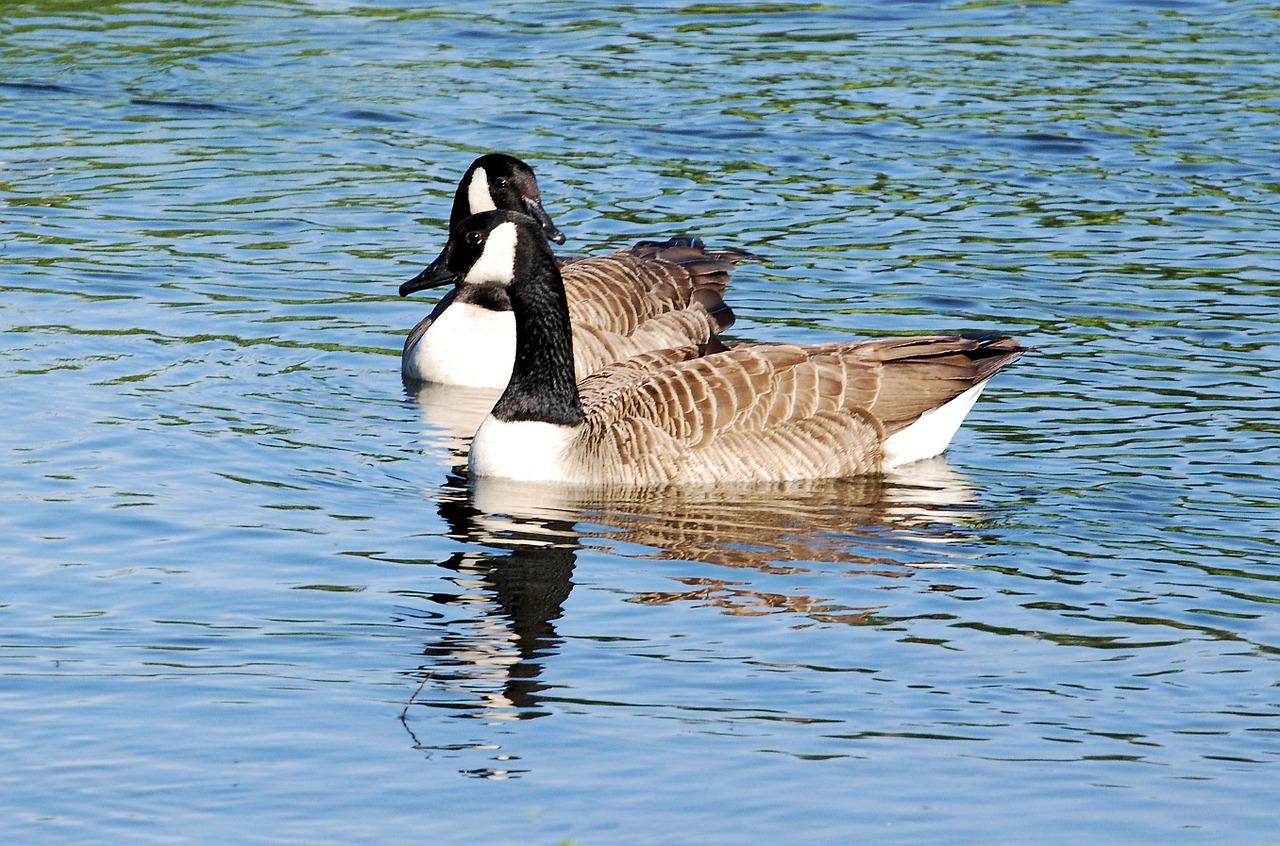 canada geese branta canadensis swimming free photo
