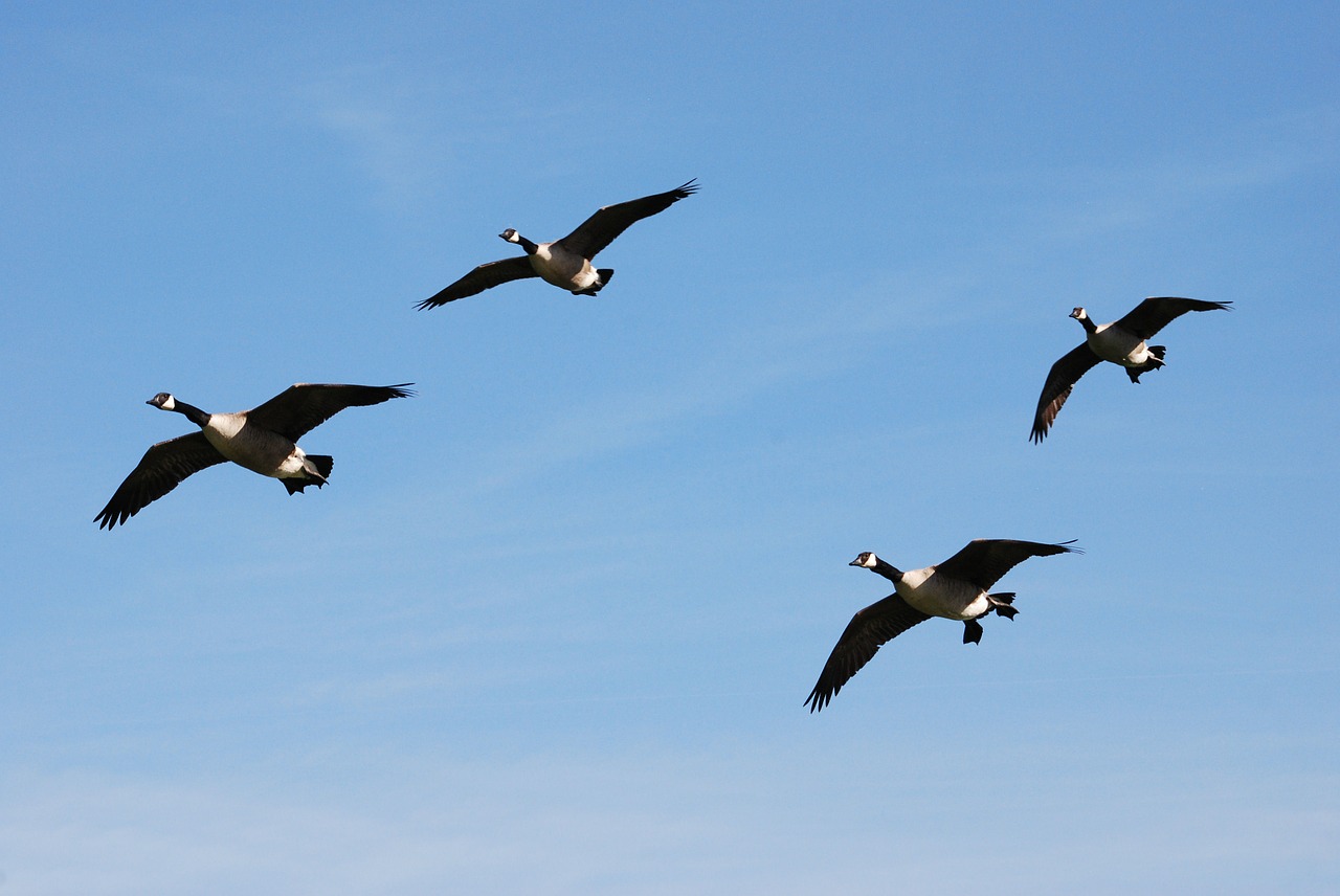 canada geese branta canadensis waterfowl free photo