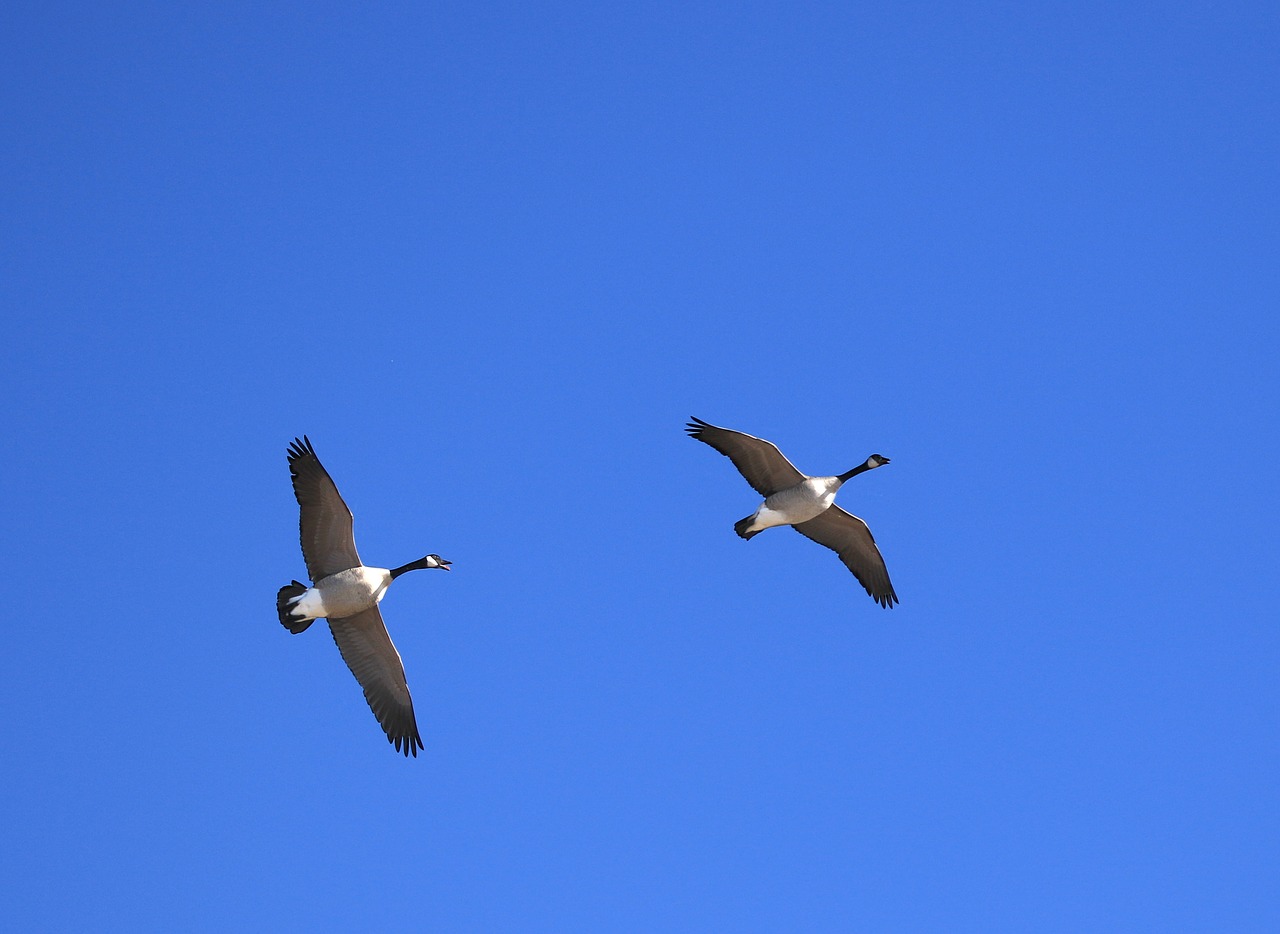 canada geese  flying  sky free photo