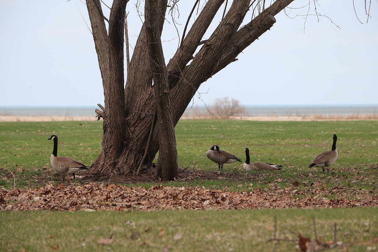 canada geese  michigan  bay city free photo