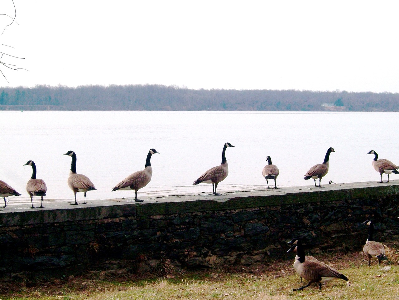 canada geese canada goose geese free photo