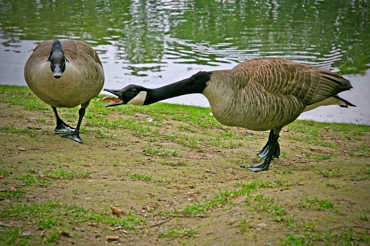 canada geese  waterfowl  wild geese free photo